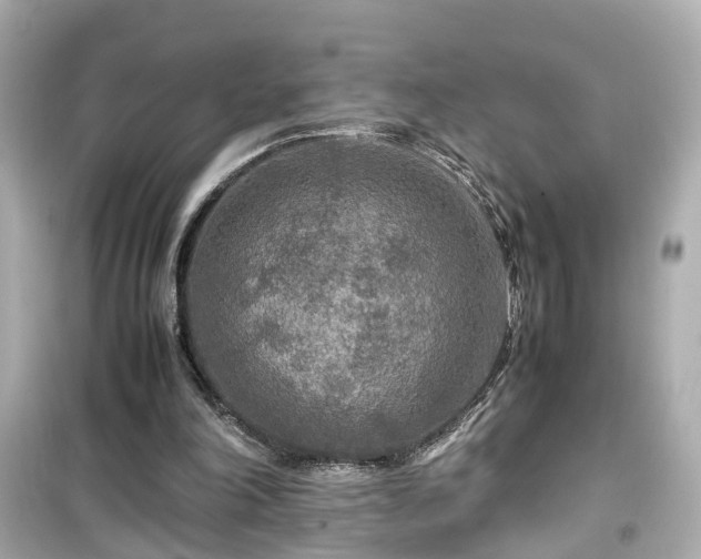 X0000099490198200805221345