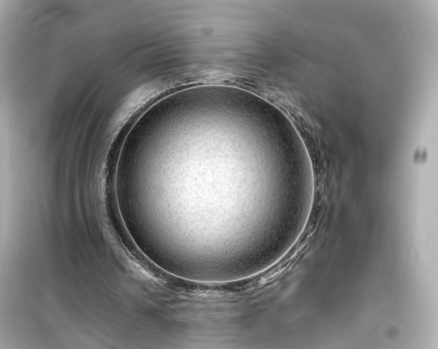 X0000099490242200805221344