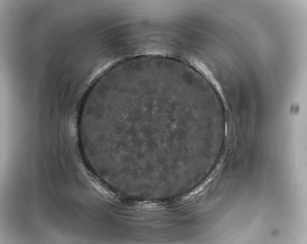 X0000099490249200805221344