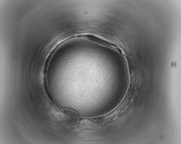 X0000099490290200805221344