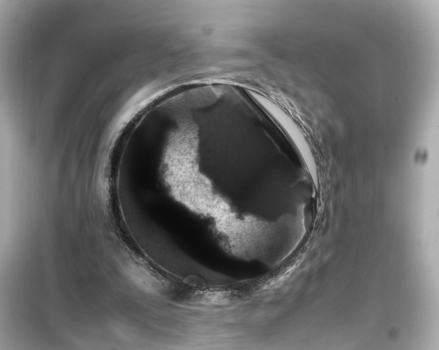 X0000099490295200805221344