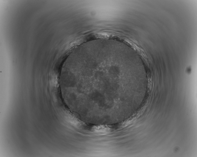 X0000099490331200805221344