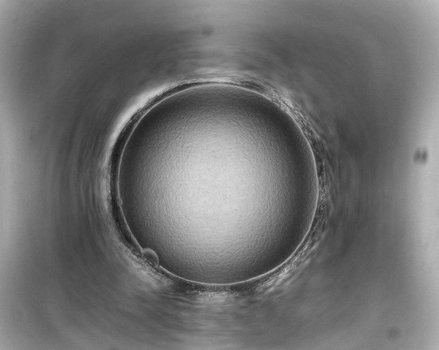 X0000099490342200805221343