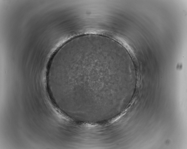 X0000099490346200805221343