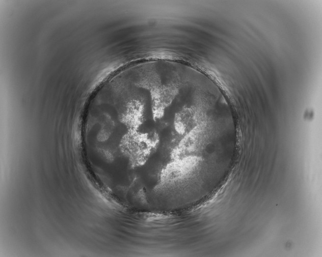 X0000099490347200805221343