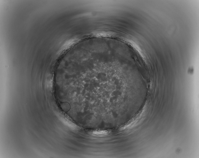 X0000099490357200805221343
