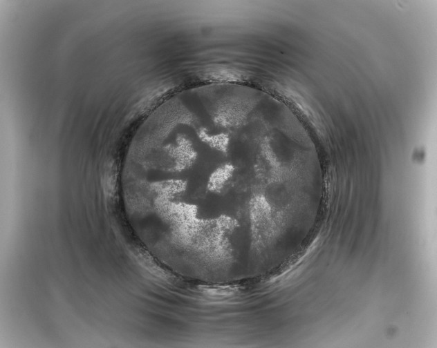 X0000099490359200805221343