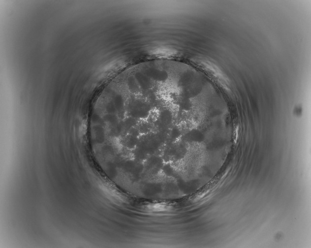 X0000099490365200805221343
