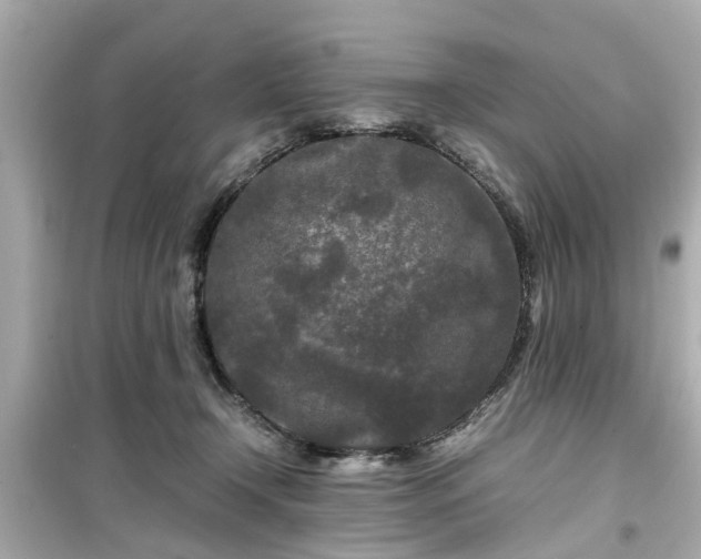 X0000099490366200805221343