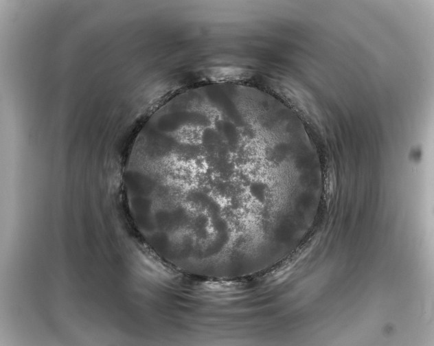 X0000099490367200805221343