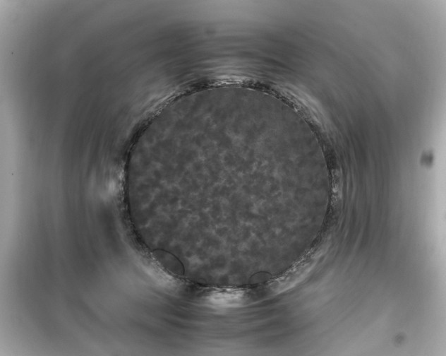 X0000099490369200805221343