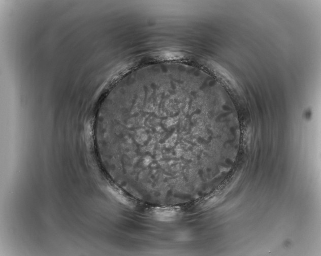 X0000099490373200805221343