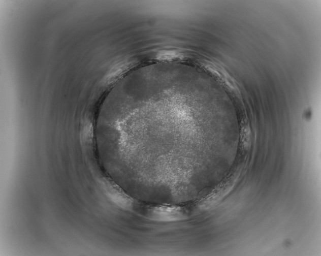 X0000099490375200805221343