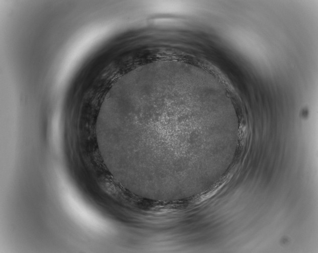 X0000099490381200805221343
