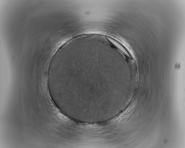 X0000099490385200805221343