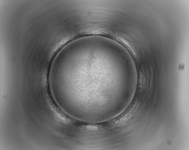 X0000099490394200805221343