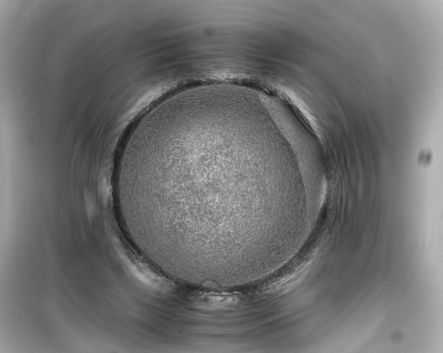 X0000099490443200805221342