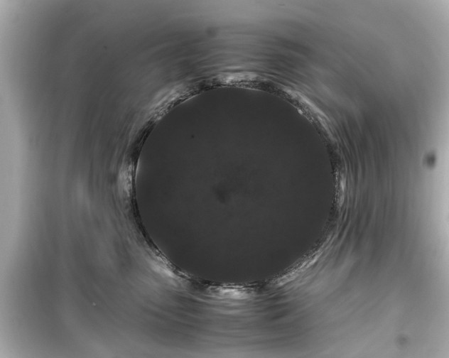 X0000099490475200805221342
