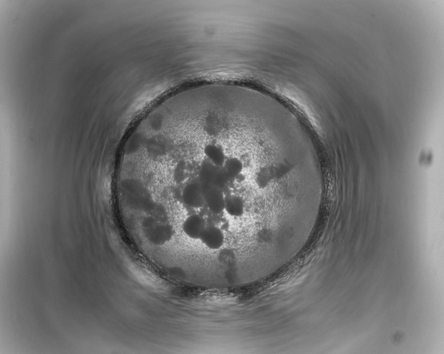 X0000099490491200805221341