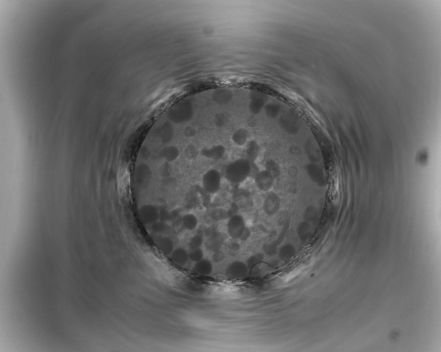 X0000099490523200805221341