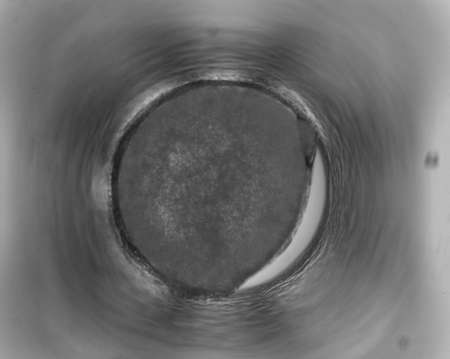 X0000099490531200805221340