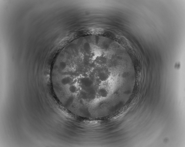 X0000099490553200805221340