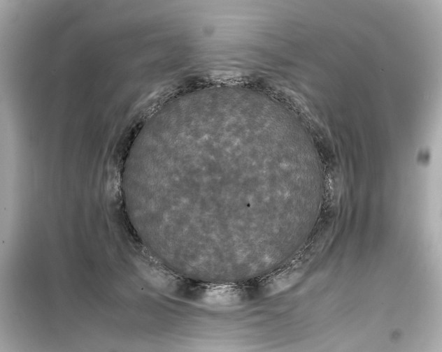 X0000099490705200805221338