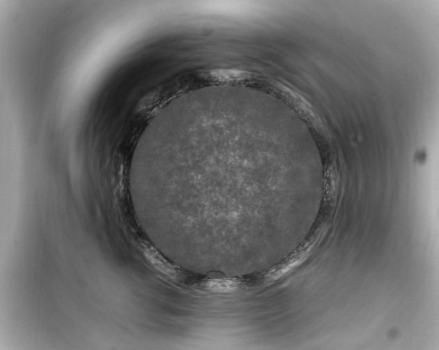 X0000099490762200805221338