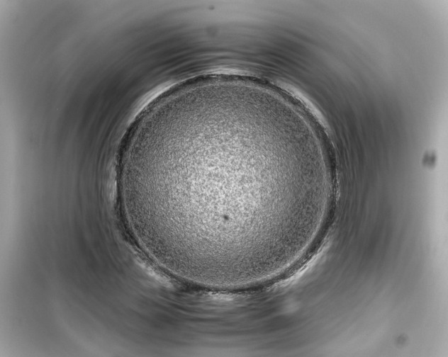 X0000099490829200805221336