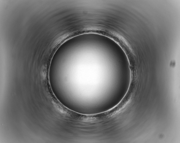 X0000099490833200805221336