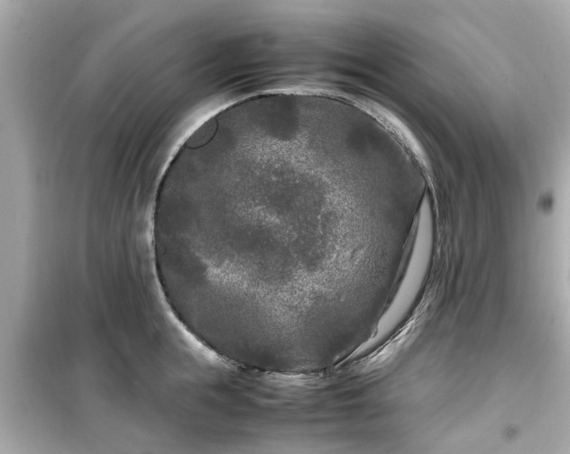 X0000099490855200805221336