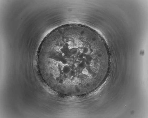 X0000099490879200805221335