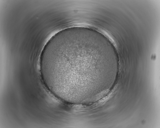 X0000099490883200805221335