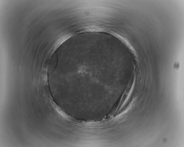 X0000099490889200805221335