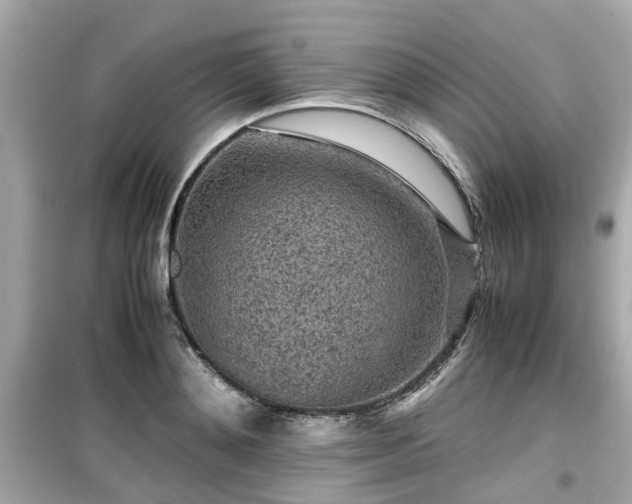 X0000099490892200805221335