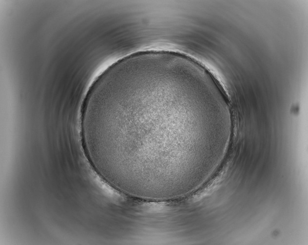 X0000099490990200805221334