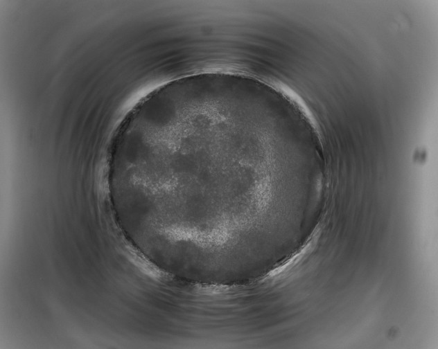 X0000099491019200805221333