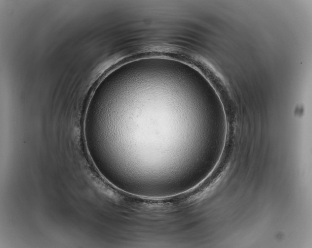 X0000099491025200805221333