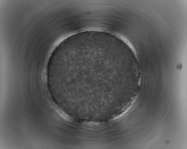 X0000099491027200805221333
