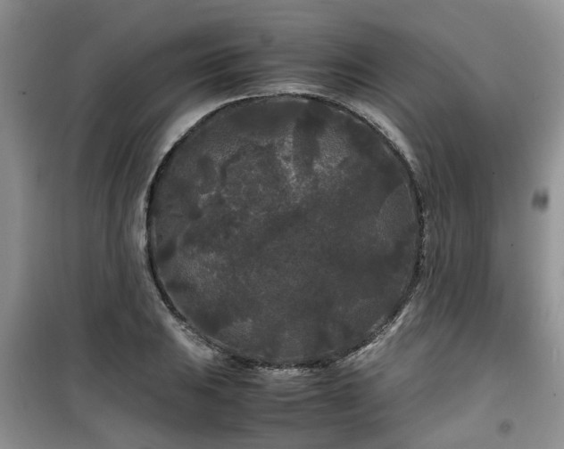 X0000099491031200805221333