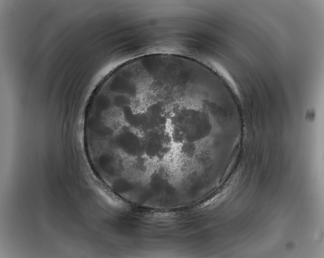 X0000099491035200805221333
