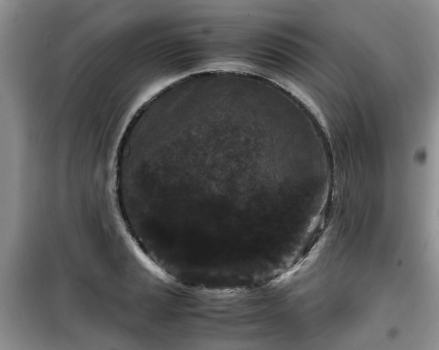X0000099491037200805221333