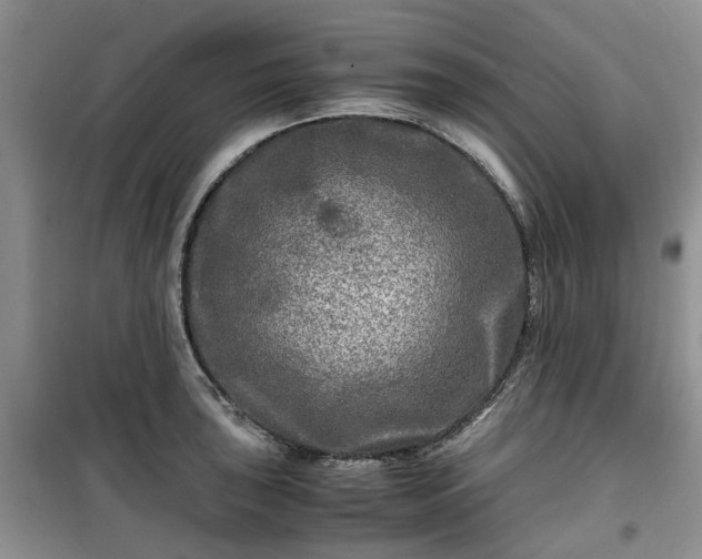 X0000099491043200805221333