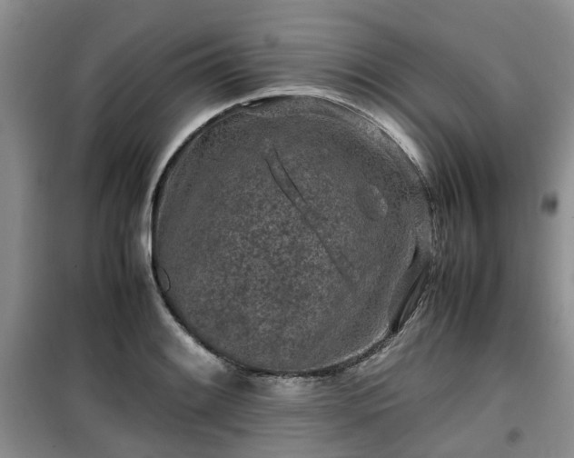 X0000099491084200805221332