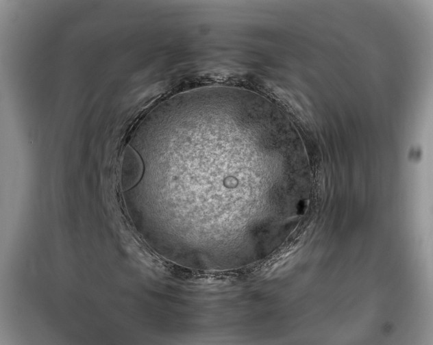 X0000099491105200805221331