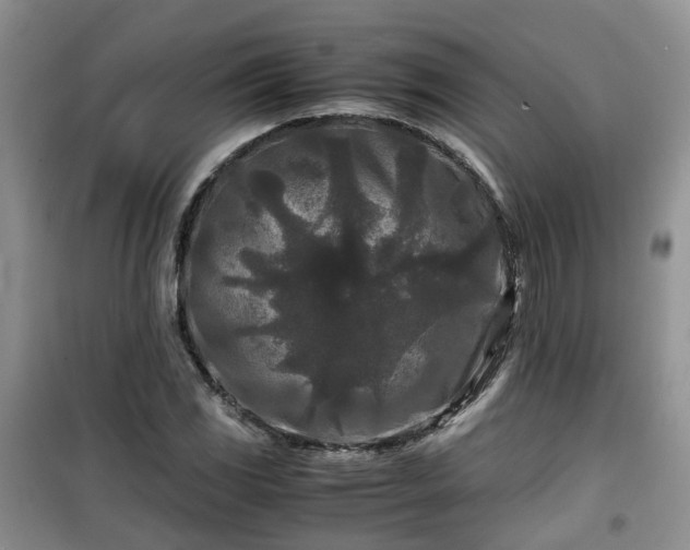 X0000099491117200805221331