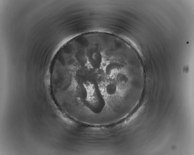 X0000099491125200805221331