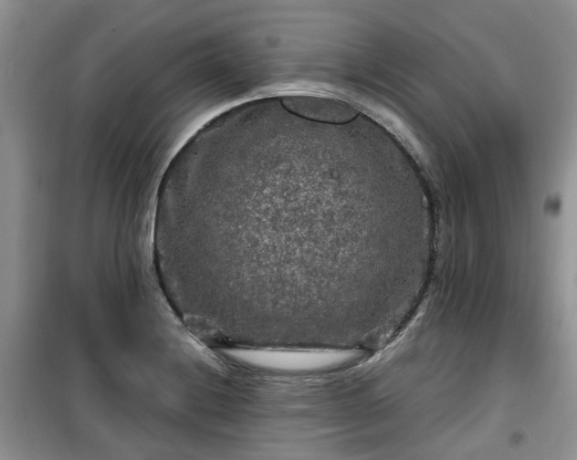 X0000099491228200805221330