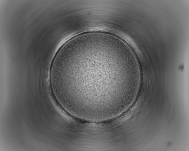 X0000099491234200805221330