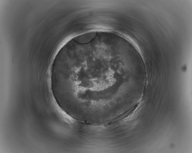 X0000099491243200805221330